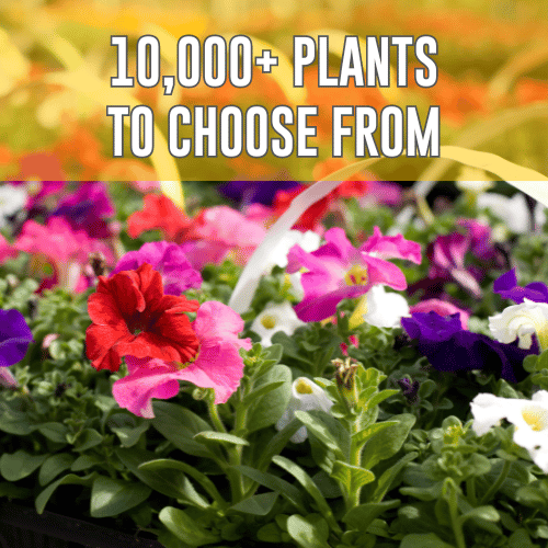 10,000 Plus Plants